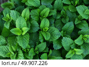 Melissa plant. Lemon balm in the garden. Countryside nature. Organic agriculture. Стоковое фото, фотограф Есич Елена / Фотобанк Лори