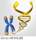 Telomeres DNA and telomere length medical concept on the end caps of a chromosome as a symbol for aging and genetic protection resulting in living longer or longevity as a 3D illustration. Стоковое фото, агентство Ingram Publishing / Фотобанк Лори