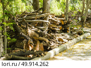 The tree was cut together down the roadside. Стоковое фото, агентство Ingram Publishing / Фотобанк Лори