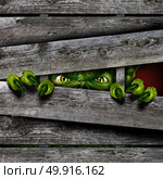 Creepy horror monster zombie breaking out of rustic wood fence or box or mutant beast as a halloween or angry scary demon symbol with wrinkled skin with in a 3D illustration style. Стоковое фото, агентство Ingram Publishing / Фотобанк Лори