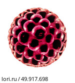 Blastocyst fertilization medical concept as a reproductive cell division icon in reproduction as an anatomy fertility symbol in a 3D illustration. Стоковое фото, агентство Ingram Publishing / Фотобанк Лори
