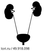 Bladder and kidney black icon.. Bladder and kidney icon. Стоковая иллюстрация, агентство Ingram Publishing / Фотобанк Лори