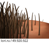 Hair loss concept isolated and receding hairline and losing follicles resulting in baldness or bald head isolated on a white background as a 3D render. Стоковое фото, агентство Ingram Publishing / Фотобанк Лори