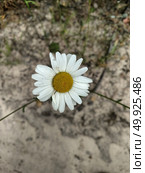 Camomile flowers against background of the sand .. Camomile flowers against background of the sand . Background nature . Стоковое фото, агентство Ingram Publishing / Фотобанк Лори