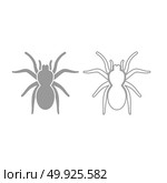 Spider or tarantula icon. Grey set .. Spider or tarantula icon. It is grey set . Стоковая иллюстрация, агентство Ingram Publishing / Фотобанк Лори