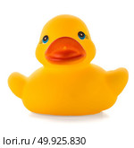 Yellow rubber duck isolated on white background. Стоковое фото, агентство Ingram Publishing / Фотобанк Лори