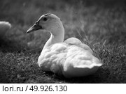 Duck in farm, black and white process filter. Стоковое фото, агентство Ingram Publishing / Фотобанк Лори
