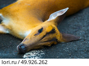 An accident occurred on Barking Deer on the road in Khao Yai National Park. Стоковое фото, агентство Ingram Publishing / Фотобанк Лори