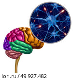 Brain lobe active neurons as a human thinking ogan with neuron magnification with 3D illustration elements. Стоковое фото, агентство Ingram Publishing / Фотобанк Лори