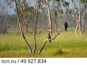 hawk on the tree, Nakhonnayok, Thailand. Стоковое фото, агентство Ingram Publishing / Фотобанк Лори