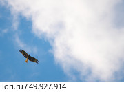 Black-eared Kite, hawk flying on the sky. Стоковое фото, агентство Ingram Publishing / Фотобанк Лори