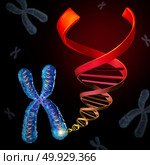 Chromosome dna as genetic material inside chromosomes as a biotechnology and gene therapy or immunotherapy concept as a 3D illustration. Стоковое фото, агентство Ingram Publishing / Фотобанк Лори