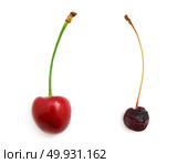 Rotten and fresh sweet cherries. Element of design. Стоковое фото, агентство Ingram Publishing / Фотобанк Лори