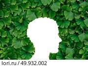 Ginkgo Biloba leaf Human head profile as a herbal medicine concept and natural phytotherapy medication symbol for healing. Стоковое фото, агентство Ingram Publishing / Фотобанк Лори