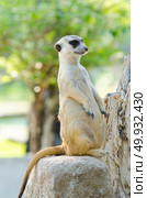 Meerkat, Meercat (Surikate) standing upright as Sentry - Suricata suricatta. Стоковое фото, агентство Ingram Publishing / Фотобанк Лори