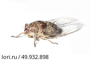 Cicadidae, isolated on white background. Стоковое фото, агентство Ingram Publishing / Фотобанк Лори