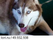 Alaskan malamute big dog. Стоковое фото, агентство Ingram Publishing / Фотобанк Лори