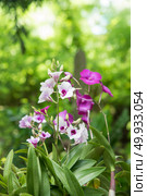 Orchids with nature background. Стоковое фото, агентство Ingram Publishing / Фотобанк Лори