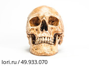human skull. Стоковое фото, агентство Ingram Publishing / Фотобанк Лори