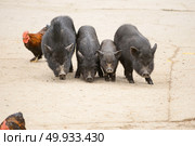 Vietnamese pigs on rural yard. pigs. Стоковое фото, агентство Ingram Publishing / Фотобанк Лори