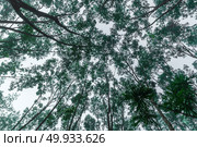 the nature view of tropical forest with big tree, vintage filter image. Стоковое фото, агентство Ingram Publishing / Фотобанк Лори