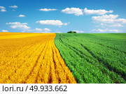 Big colorful meadow. Nature conception. . Colorful meadow. Стоковое фото, агентство Ingram Publishing / Фотобанк Лори