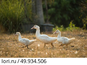 Duck in farm, black and white process filter. Стоковое фото, агентство Ingram Publishing / Фотобанк Лори