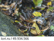 Mountain Pit Viper, wild snake. Стоковое фото, агентство Ingram Publishing / Фотобанк Лори