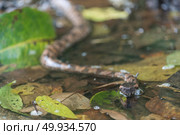 Mountain Pit Viper, wild snake. Стоковое фото, агентство Ingram Publishing / Фотобанк Лори