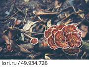Inonotus obliquus fungai, Khao Yai National Park tropical forest, Thailand. Стоковое фото, агентство Ingram Publishing / Фотобанк Лори