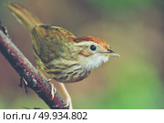 behavior of brown bird in the nature. Стоковое фото, агентство Ingram Publishing / Фотобанк Лори