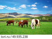 Cow on green meadow. Real nature composition. Стоковое фото, агентство Ingram Publishing / Фотобанк Лори