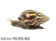 Garden snail isolated on white background. Стоковое фото, агентство Ingram Publishing / Фотобанк Лори