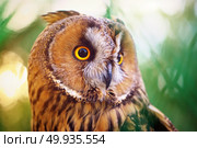 Owl portrait. Element of design. Owl portrait. Стоковое фото, агентство Ingram Publishing / Фотобанк Лори