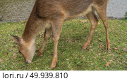A deer Rusa Cervus timorensis grazes in a green meadow by a pond. The head is tilted towards the grass. Side view. Close-up. Mauritius. La Vallée Des Couleurs Nature Park. Стоковое фото, фотограф Вера Ивановна Кубарева / Фотобанк Лори