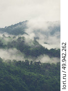 tropical forest layers. Стоковое фото, агентство Ingram Publishing / Фотобанк Лори