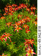Клумба с лилиями "Италия" (Lilium Italia). Азиатскиq гибрид. Фон. Стоковое фото, фотограф Зобков Юрий / Фотобанк Лори