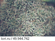 Collection of various cactus and succulent plants in different pots. Potted cactus house plants. Стоковое фото, агентство Ingram Publishing / Фотобанк Лори