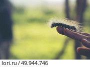 Caterpillar crawling on human hand. Стоковое фото, агентство Ingram Publishing / Фотобанк Лори