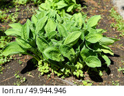 Green hosta plant growing in a garden on a sunny day. Lush textured leaves with prominent veins create a vibrant and natural foliage background. Стоковое фото, фотограф Татьяна Терехина / Фотобанк Лори