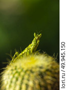 Extreme close up Praying Mantis or Mantis Religiosa, nature background. Стоковое фото, агентство Ingram Publishing / Фотобанк Лори