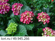 Pink and green Hydrangea macrophylla flowers growing in lush greenery of a botanical garden with large textured leaves under natural light. Стоковое фото, фотограф Татьяна Терехина / Фотобанк Лори