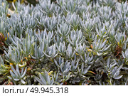 Senecio mandraliscae shows slender blue green leaves, forming a dense succulent carpet under bright light, a vivid display of drought tolerant beauty. Стоковое фото, фотограф Татьяна Терехина / Фотобанк Лори