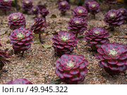 Close-up of Aeonium Mardi Gras with vivid pink, green and yellow rosettes, showing symmetry and texture of this hybrid succulent. Стоковое фото, фотограф Татьяна Терехина / Фотобанк Лори
