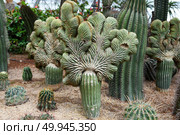 Cluster of crested Cereus forbesii cacti with unique fan-shaped growth in desert garden. Exotic cactus variety with striking cristate form. Стоковое фото, фотограф Татьяна Терехина / Фотобанк Лори