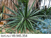 Yucca filamentosa plant with sharp green leaves and decorative white filaments. Hardy desert plant in arid garden landscape. Стоковое фото, фотограф Татьяна Терехина / Фотобанк Лори