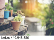 Collection of various cactus and succulent plants in different pots. Potted cactus house plants. Стоковое фото, агентство Ingram Publishing / Фотобанк Лори