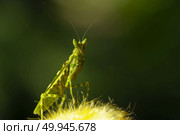 Extreme close up Praying Mantis or Mantis Religiosa, nature background. Стоковое фото, агентство Ingram Publishing / Фотобанк Лори