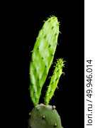 Enlarge Cactus germination, Macro shot close up. Стоковое фото, агентство Ingram Publishing / Фотобанк Лори
