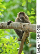 behaviors of monkey in the nature, wild macaques. Стоковое фото, агентство Ingram Publishing / Фотобанк Лори